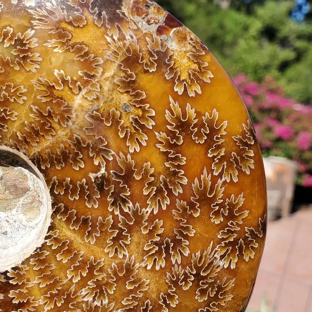 Large Cleoniceras Ammonite Masterfully Polished Fossil 1070 grams